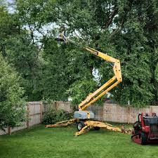 Why Choose Our Tree Removal Services in Forreston, IL?